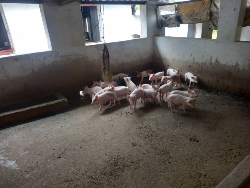 Pig weaners for sale